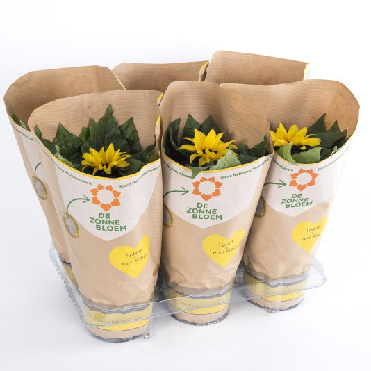 Sunsation Sunflower De Zonnebloem