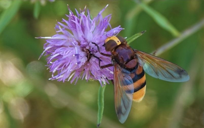 IVN Mark&Donge Insectenwandeling Strijbeekse heide