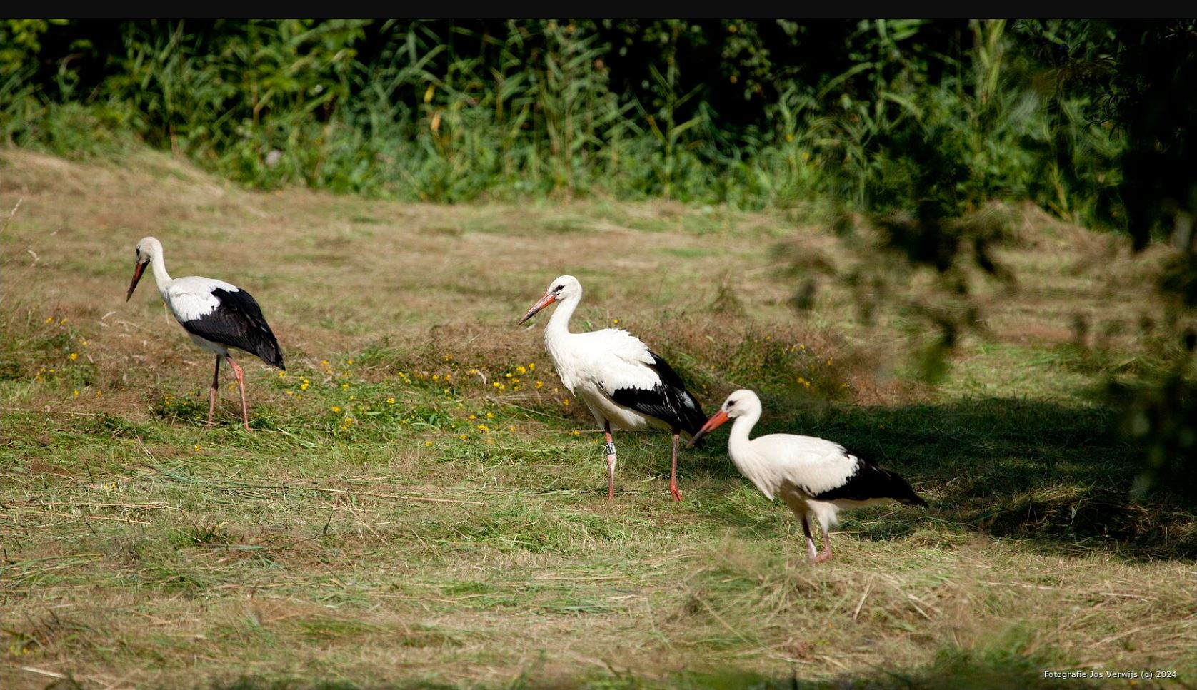 Ooievaars Haagse Beemden polder