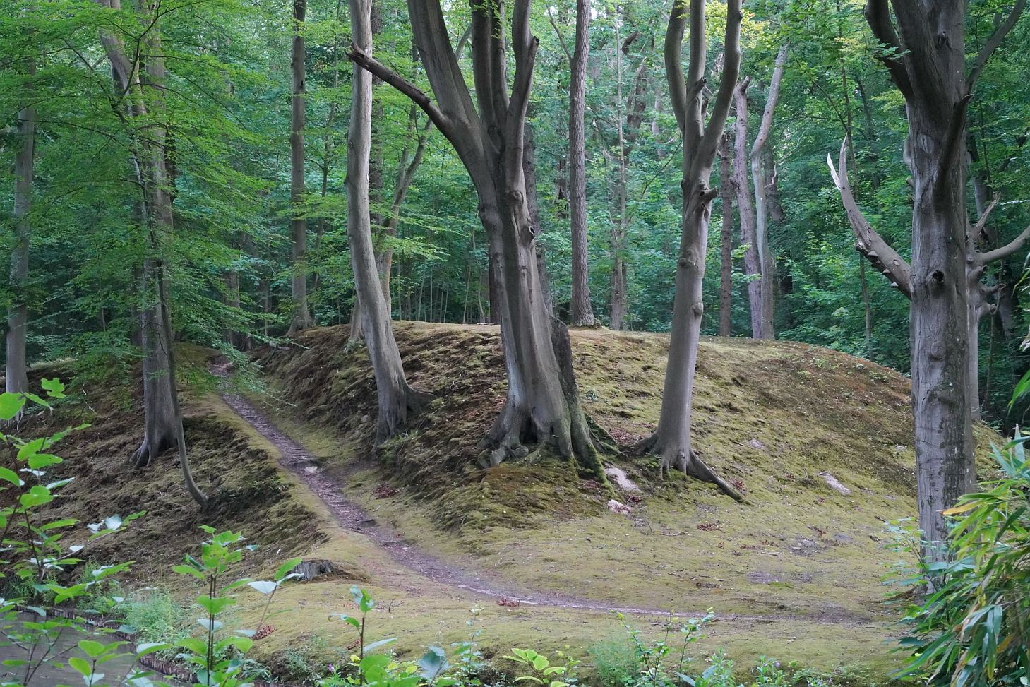 Bos Kennemerland wolf