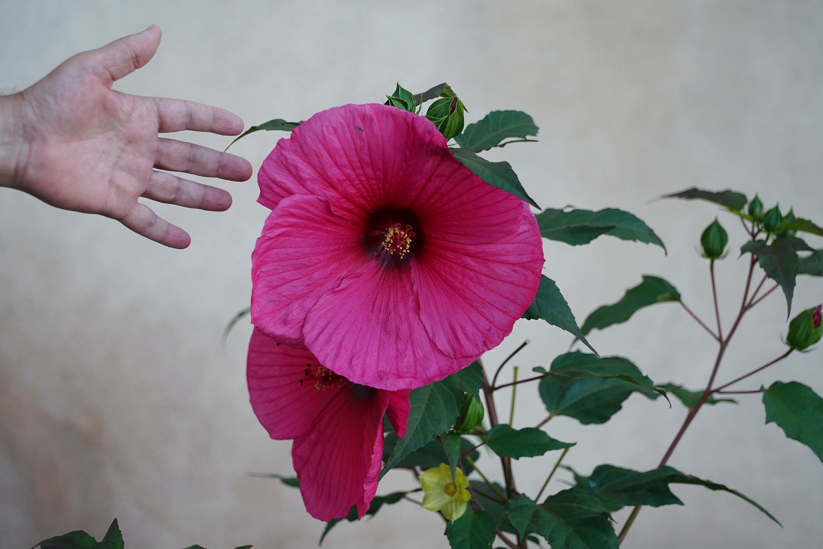 Kiek megabloem Hibiscus