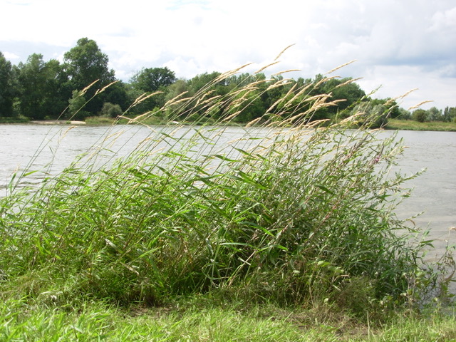 IVN Mark & Donge natuurwandeling Haagse Beemden