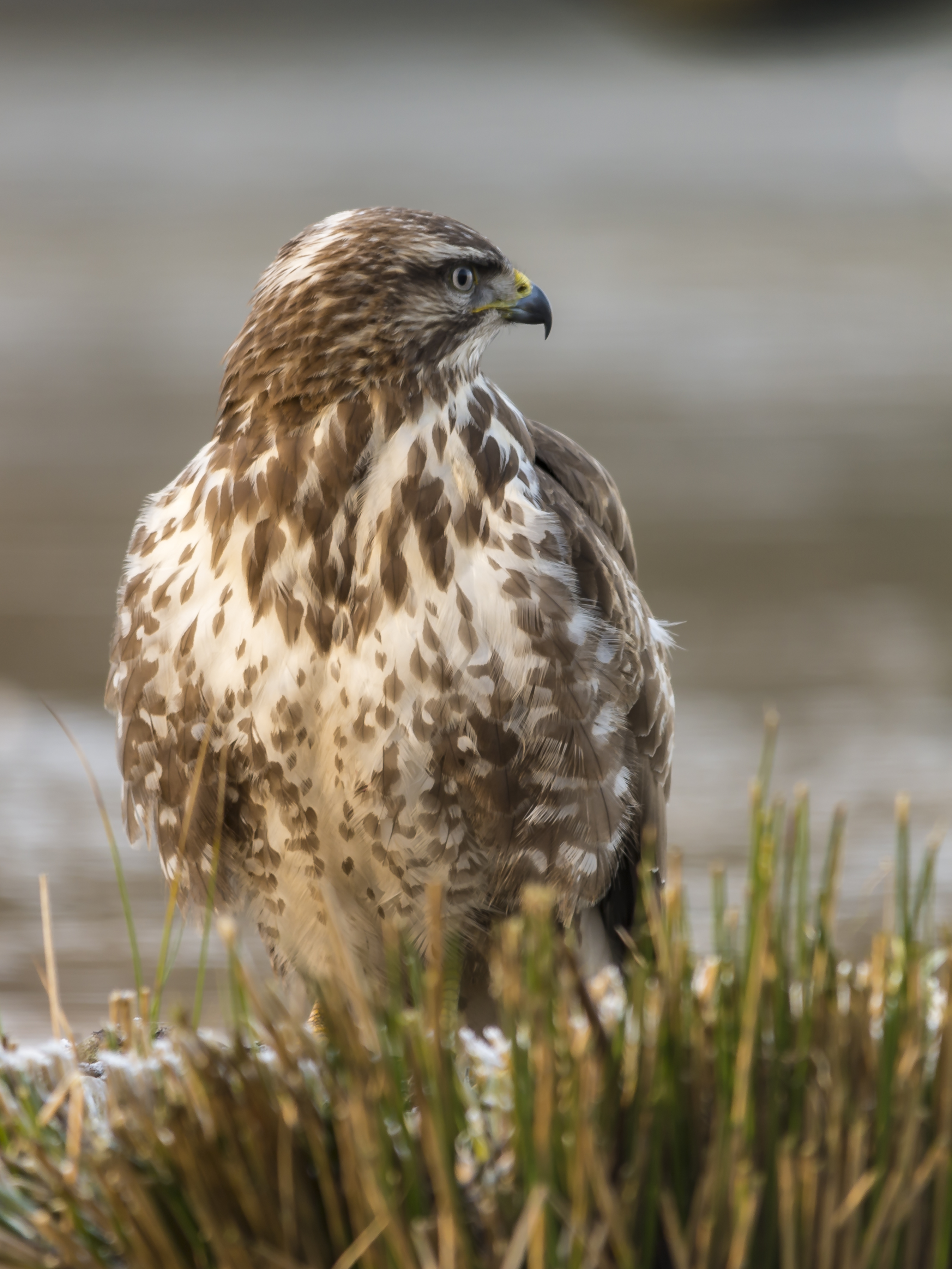 IVN Dintel en Marklanden buizerd Paul Mennema