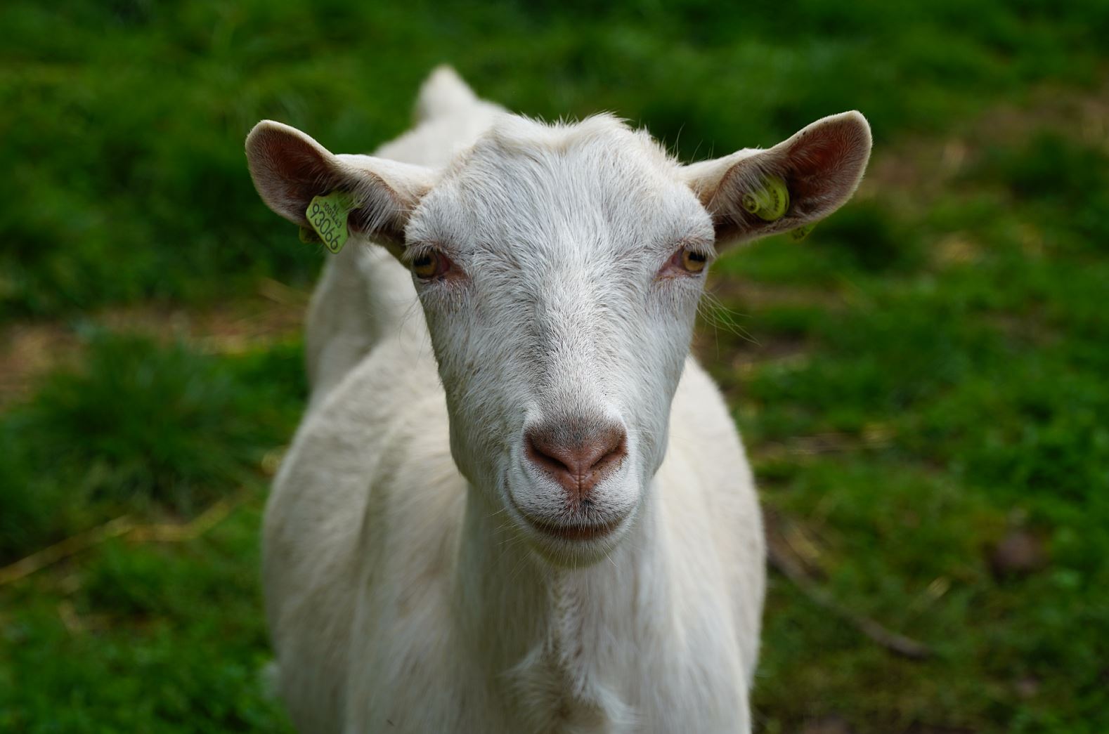 Sluiting kinderboerderij De Sik Haagse Beemden Breda