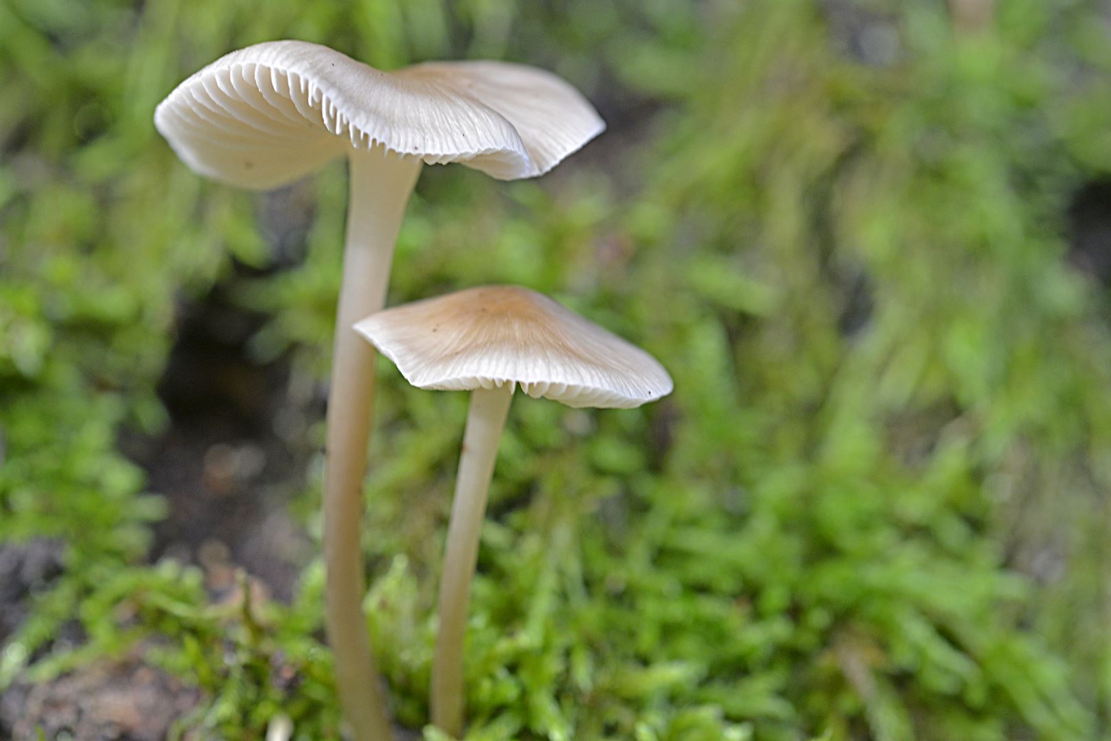 Column Pennetje Herfst Jan Brouwer