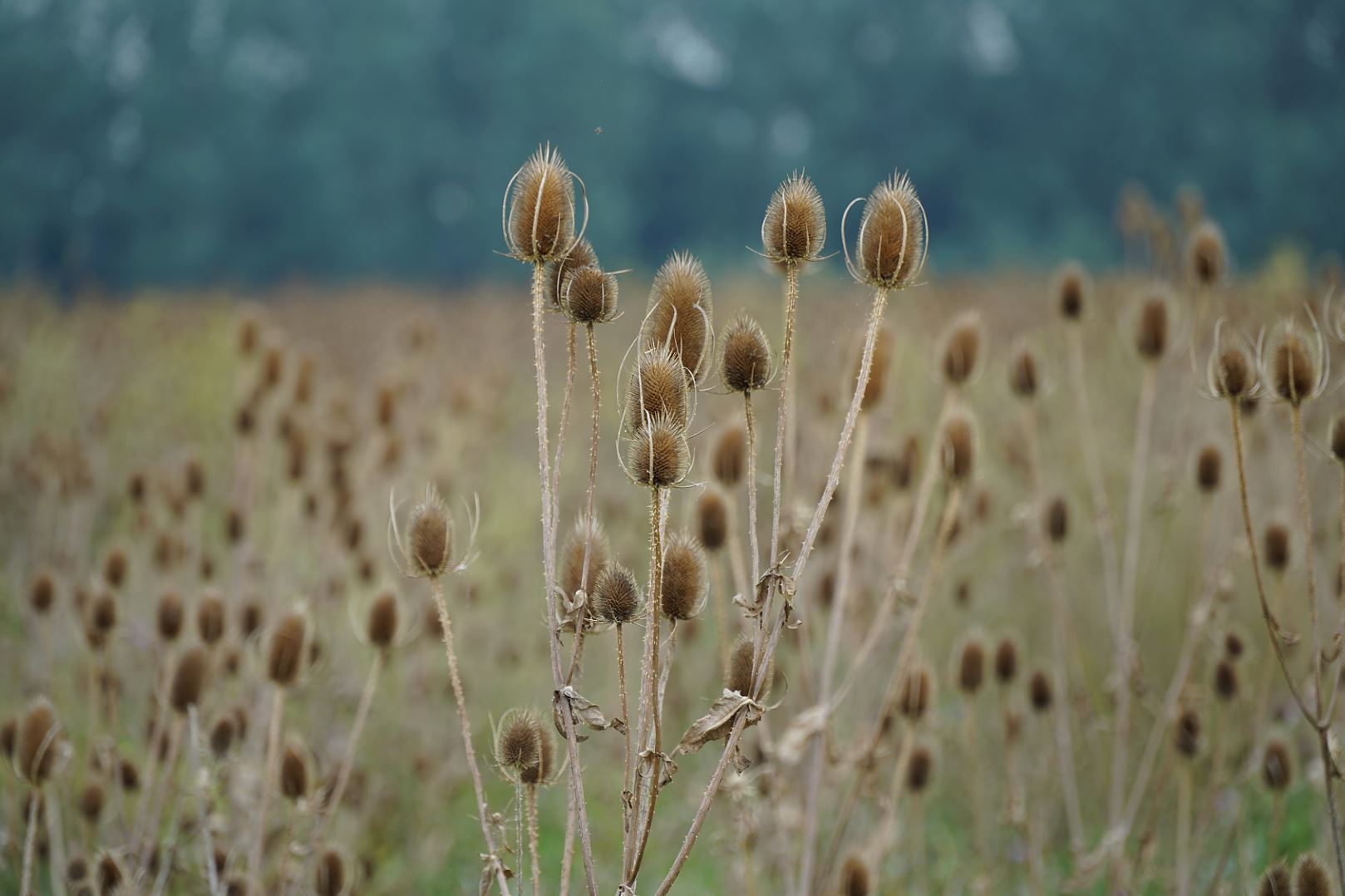 Kiek Grote Kaardenbol