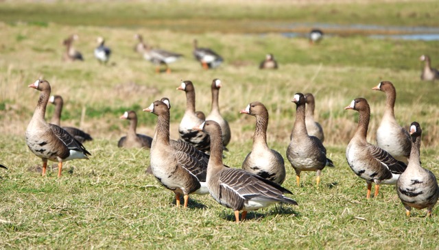 IVN Natuurwandeling Kelsdonk