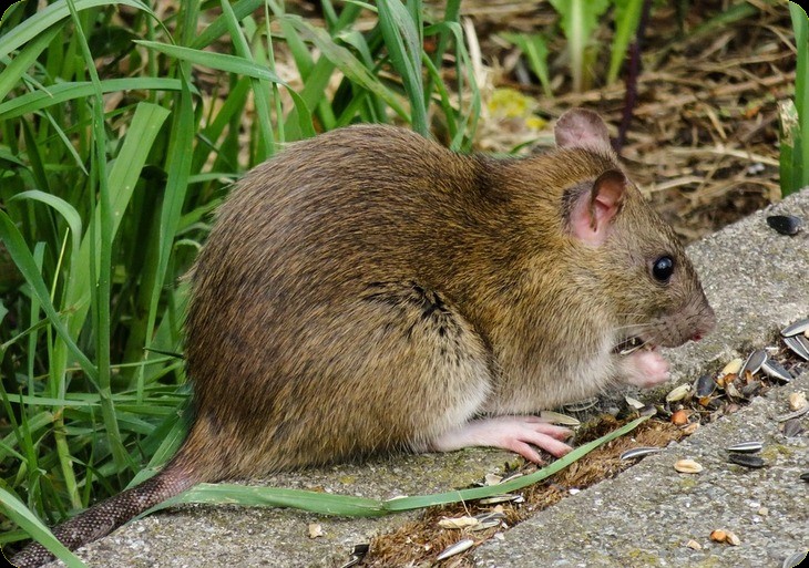 Regen Ongedierte Beestjeskwijt Rat muis zilvervisje naaktslak