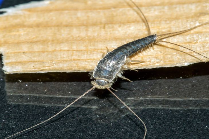 Regen Ongedierte Beestjeskwijt Rat muis zilvervisje naaktslak