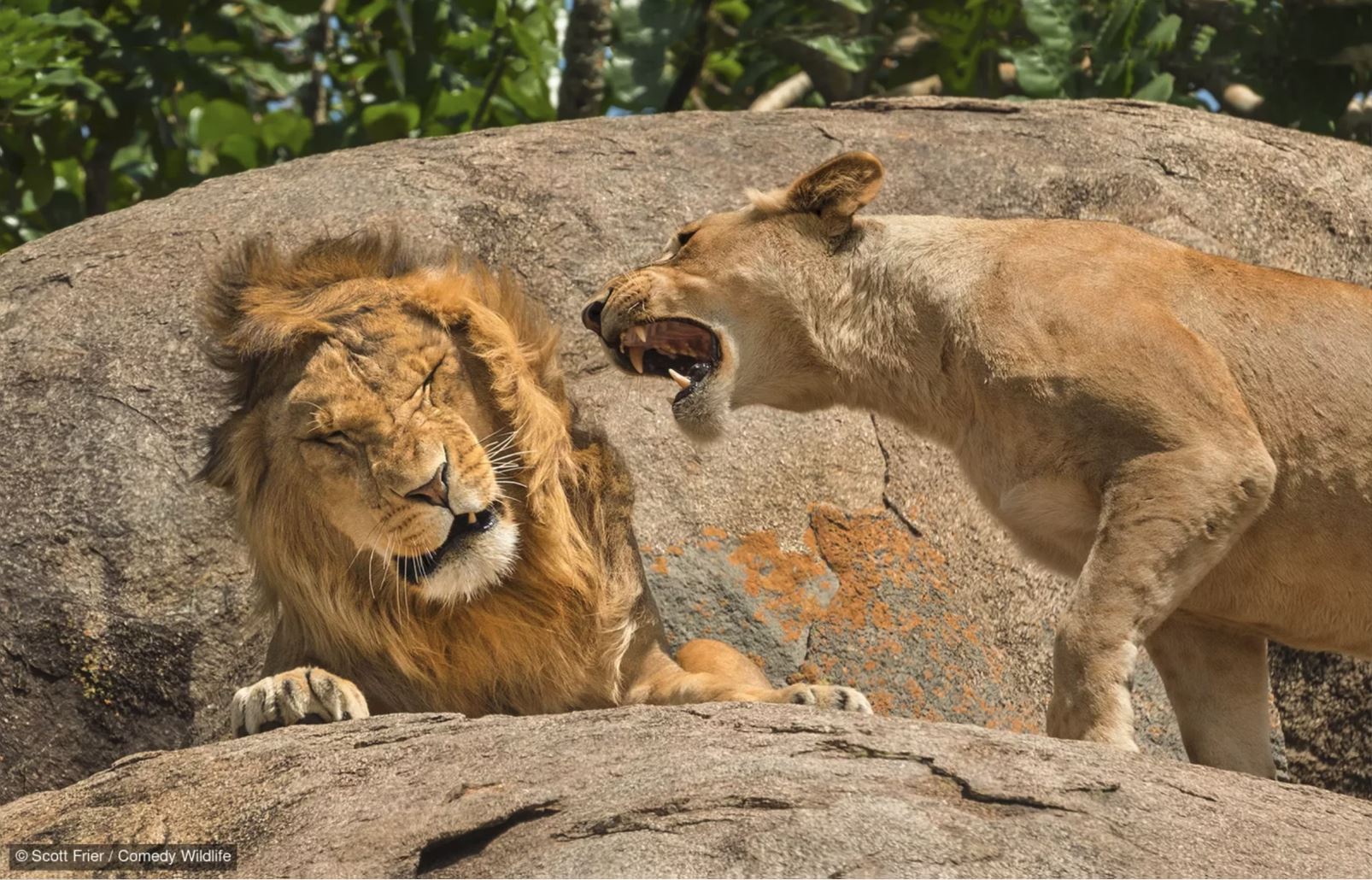 Comedy Wildlife Natuurmuseum Brabant