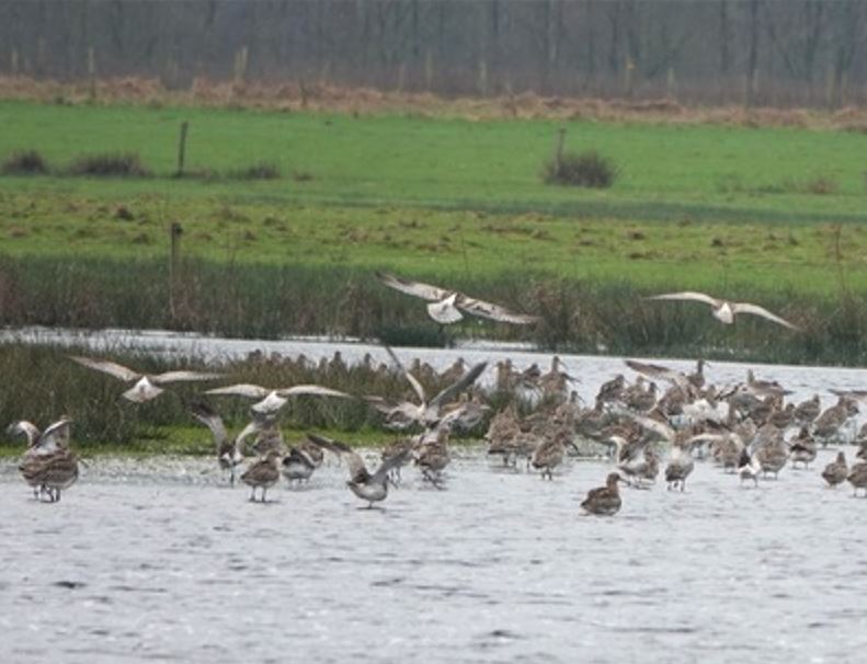 IVN Mark & Donge vogelwandeling binnenpolder Terheijden