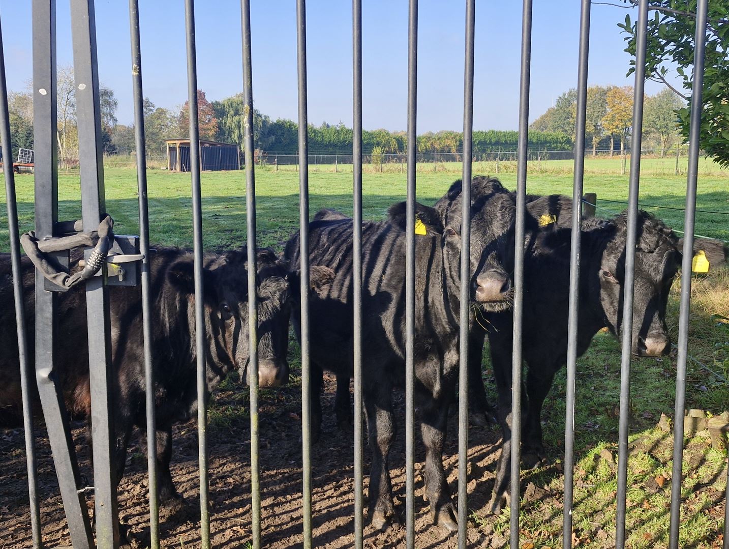 Kiek kalveren Haagse Beemden landgoederenzone